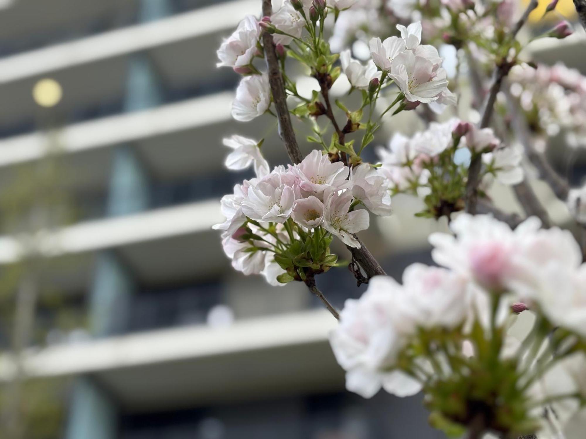 Japandi Studio Apartment, Free Parking Budapest Exterior foto